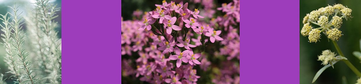 Header: Rosmarin, Tausendgüldenkraut & Liebstöckel bei Zystitis